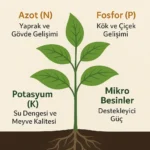 Hangi Besin Elementleri Bitkiye Ne Kazandırır